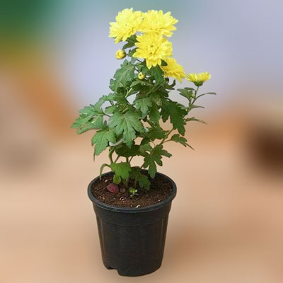 "Yellow Chrysanthemum plant - Click here to View more details about this Product
